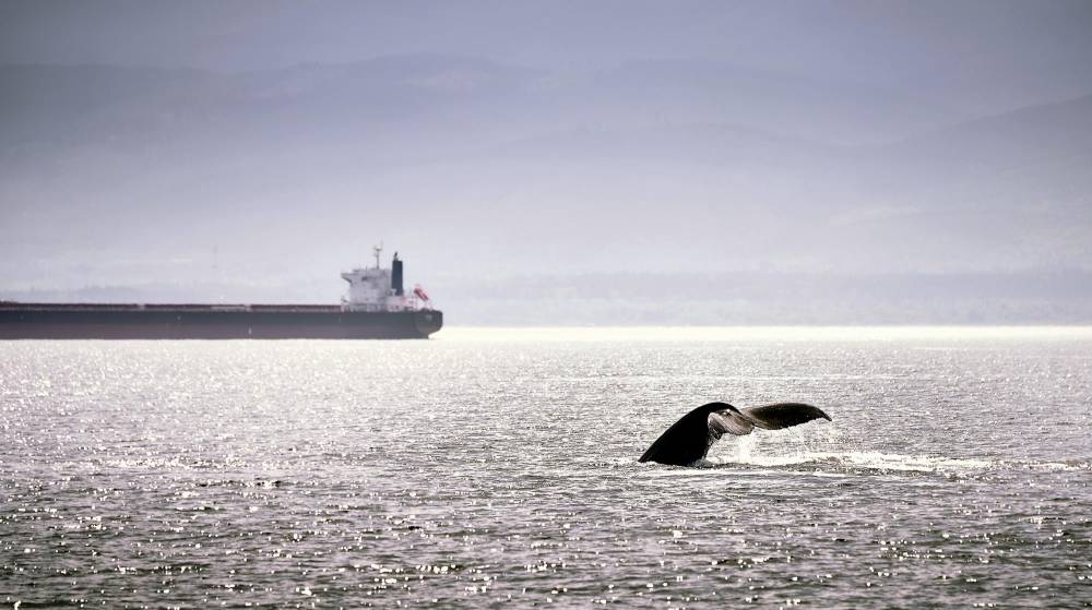 MSC modifica parte de sus rutas en el Mediterráneo para proteger a los cachalotes