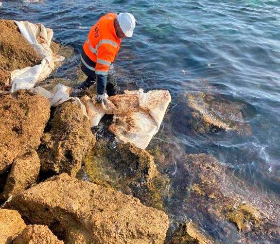 Workboat participa en la recogida de vertido de hidrocarburo en la costa de Algeciras