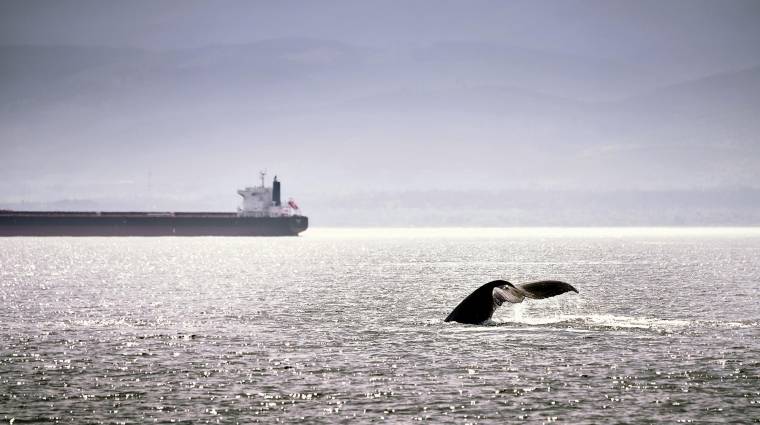 Las organizaciones con las que ha colaborado MSC a la hora de tomar estas medidas afirman que únicamente quedan 300 ejemplares en la zona marítima cercana a Grecia.