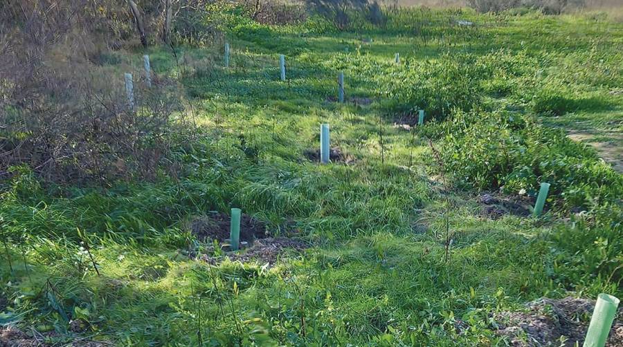 El grupo lleva más de 200 árboles plantados en tres años.