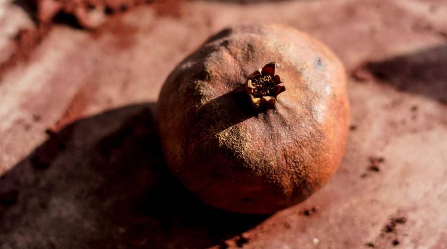 El Tinglado 2 de Port Tarragona abre las puertas de la exposición “Lo Fruit”