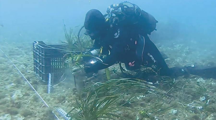 El éxito de la primera fase del proyecto ha permitido ampliar la plantación de praderas de posidonia hasta alcanzar más de 150 fragmentos de esta planta que crecen en el interior del puerto de Cartagena.