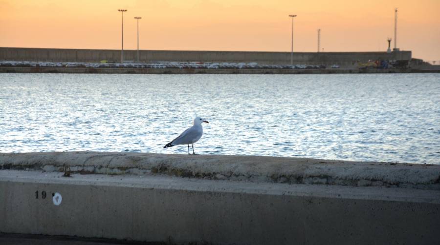 El clúster portuario valenciano ha decidido acelerar su estrategia para alcanzar el objetivo de ser un ecosistema portuario libre de emisiones en el año 2030. Foto: Raúl Tárrega.