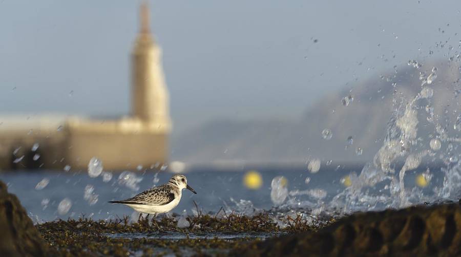 Antonio Benítez Barrios y Gabriella Barok ganan el I Concurso de Fotografía Ambiental del Puerto de Algeciras