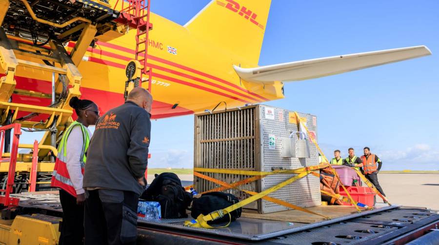 DHL Express ha proporcionado a Chocolat un servicio VIP, transportándola en una caja hecha a medida con el apoyo de un equipo de cuidadores especializados.