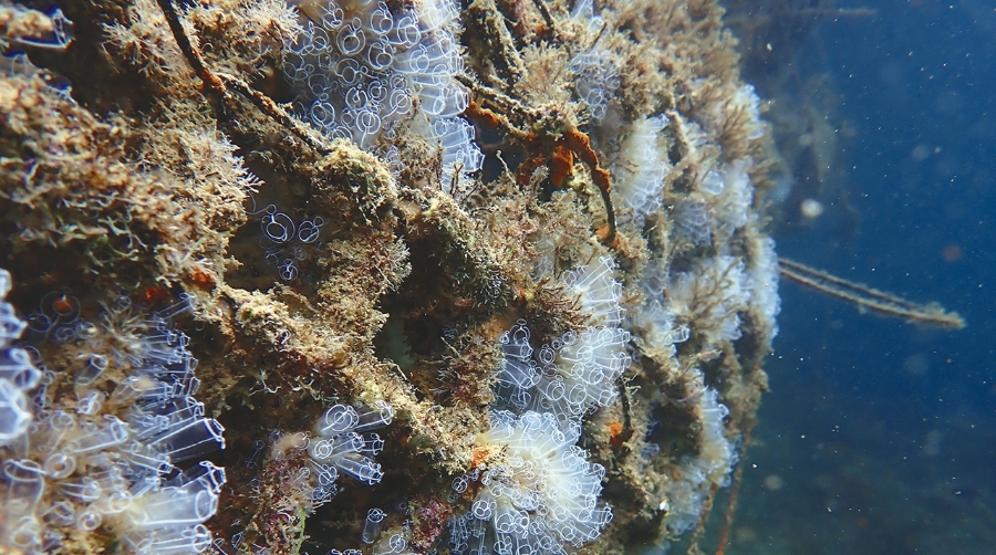 BCN Port Innovation y Nactiva regeneran la biodiversidad marina del Port de Barcelona