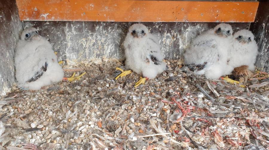 Se consolidan cuatro parejas de halcones peregrinos en el Port de Barcelona