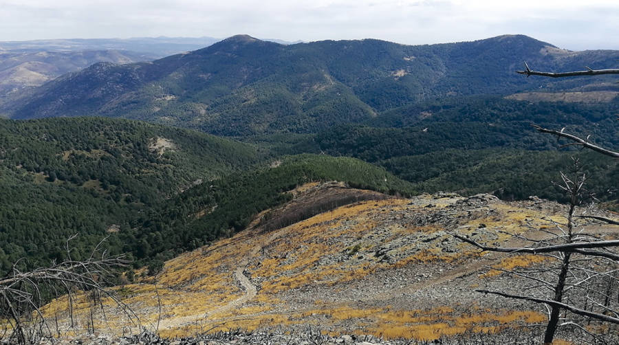 Grupo Raminatrans compensa sus emisiones de CO2 creando un peque&ntilde;o bosque en &Aacute;vila