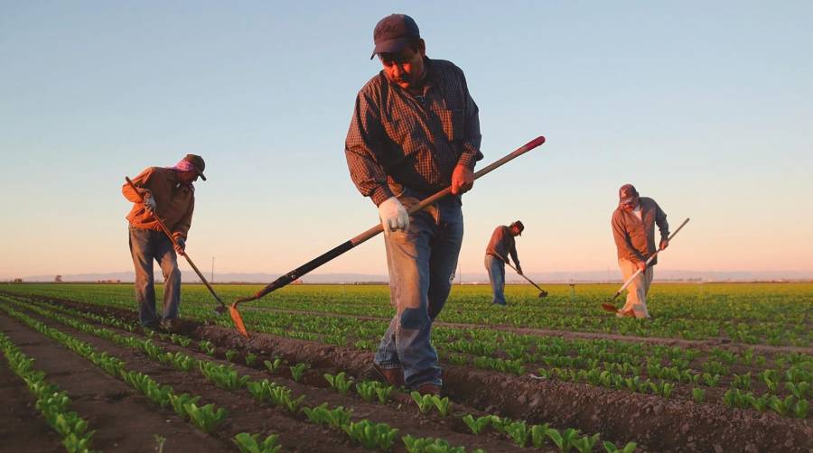 La patronal de los agricultores Asaja advierte de la escasez de mano de obra y los sindicatos lo achacan a la precariedad que pesa sobre estos sectores.