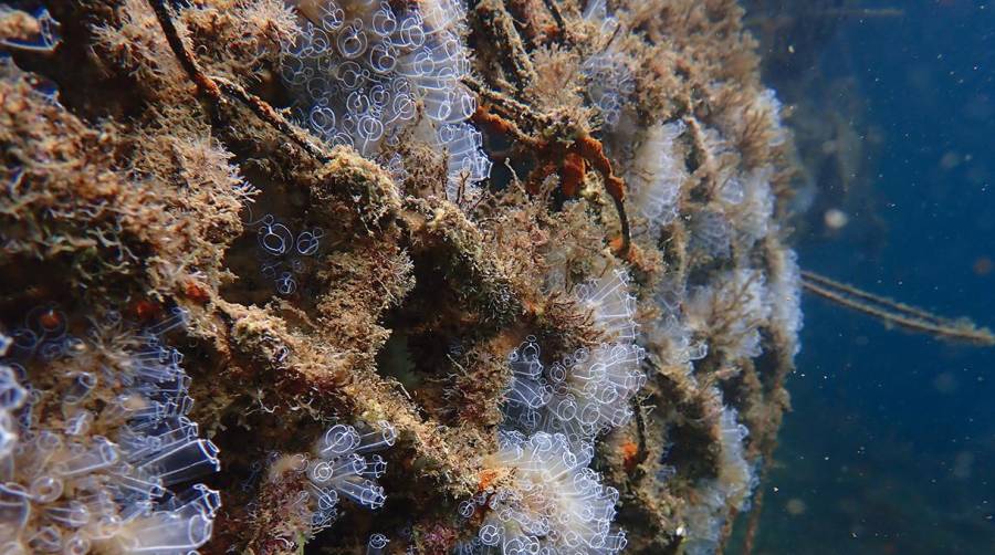 Puertos de Las Palmas instala seis arrecifes biomiméticos